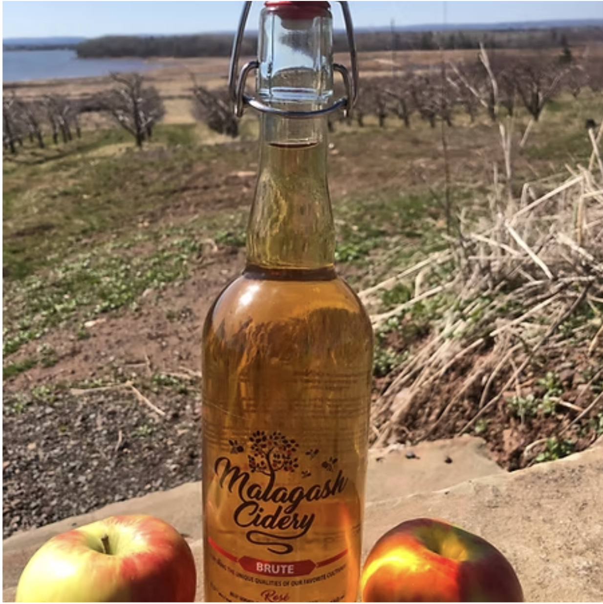 Vista Bella Farm cider bottle
