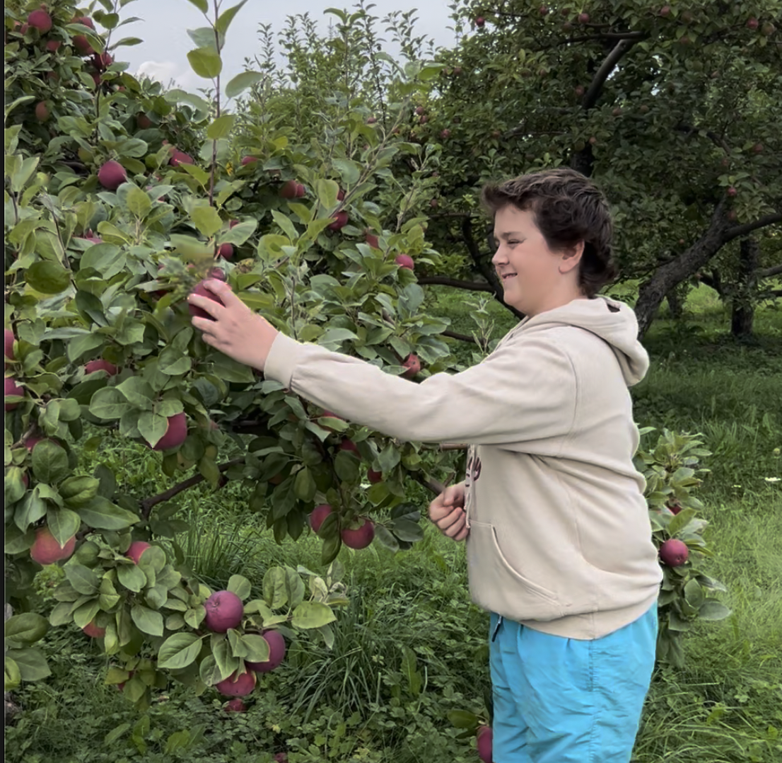 Families picking apples in the orchard