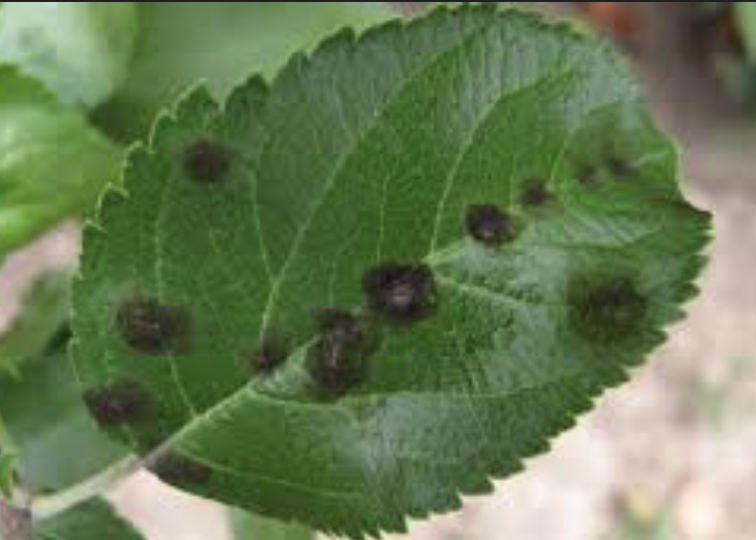 Apple leaf with apple scab lesions