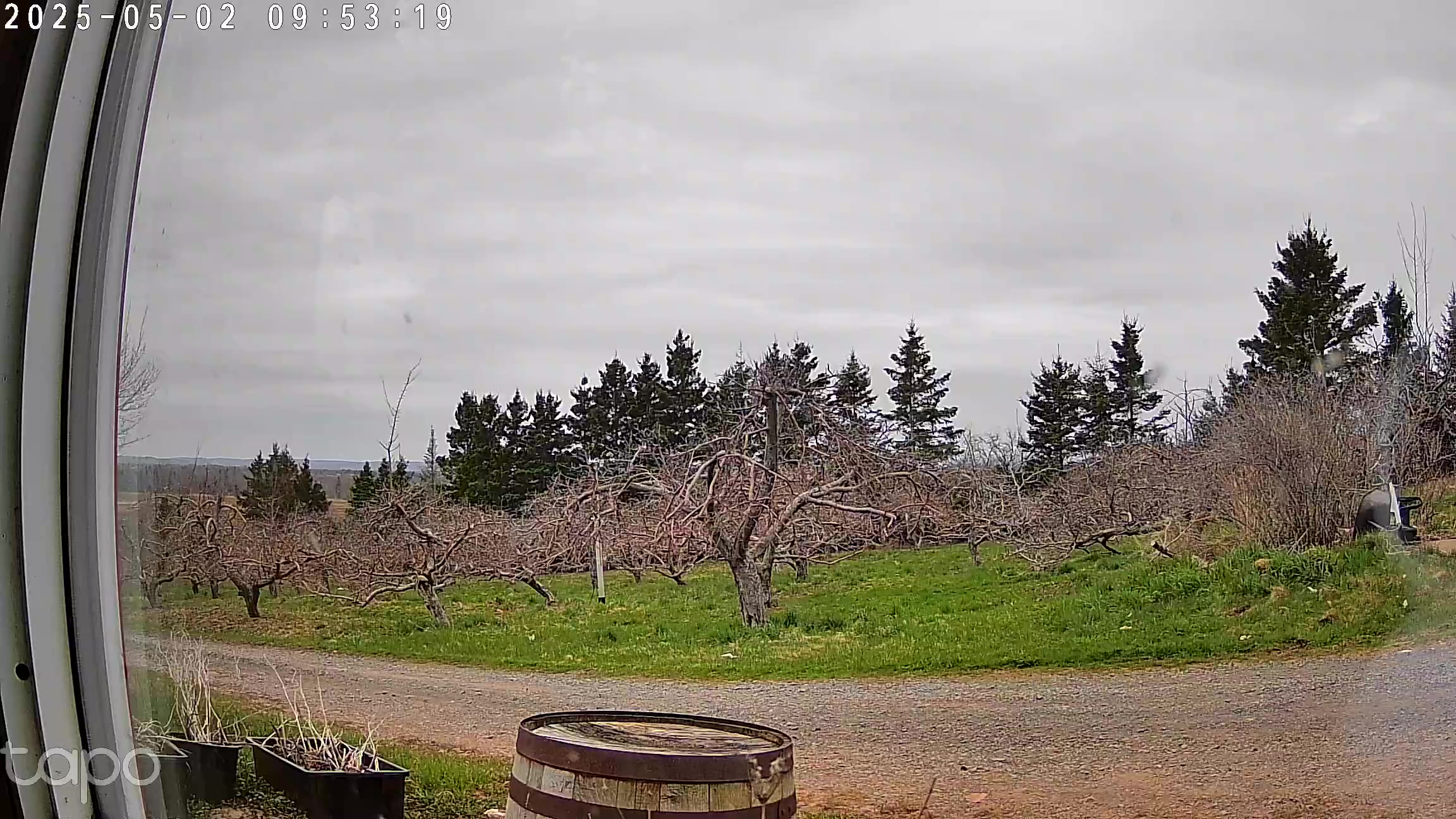 Apple Cam Live